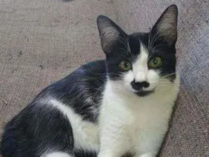 Gato raça Srd idade 2 a 6 meses nome Cristal