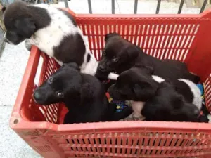 Cachorro raça Vira-lata idade Abaixo de 2 meses nome Filhotes 