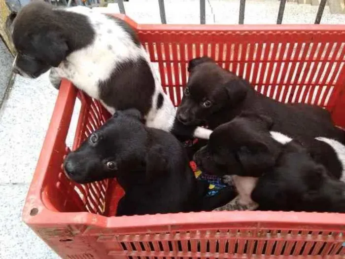 Cachorro ra a Vira-lata idade Abaixo de 2 meses nome Filhotes 