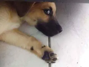 Cachorro raça Vira-lata idade Abaixo de 2 meses nome Jerody