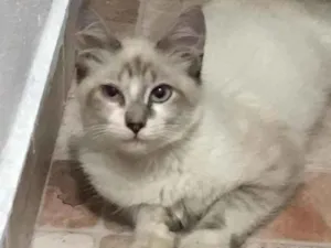 Gato raça SRD-ViraLata idade 2 a 6 meses nome LUIS INACIO E DILMA