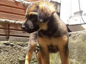 Cachorro raça Vira-lata idade Abaixo de 2 meses nome Zoe