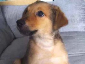 Cachorro raça Vira-lata idade Abaixo de 2 meses nome Zetinho
