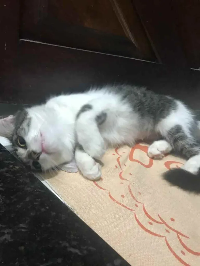 Gato raça Pequena idade 2 a 6 meses nome Preta e branca