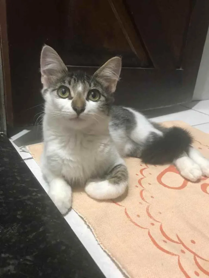 Gato raça Pequena idade 2 a 6 meses nome Preta e branca