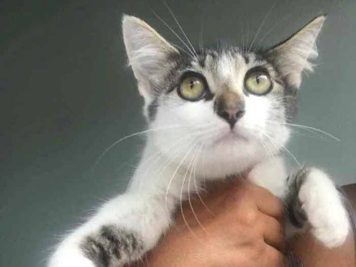 Gato raça Pequena idade 2 a 6 meses nome Preta e branca