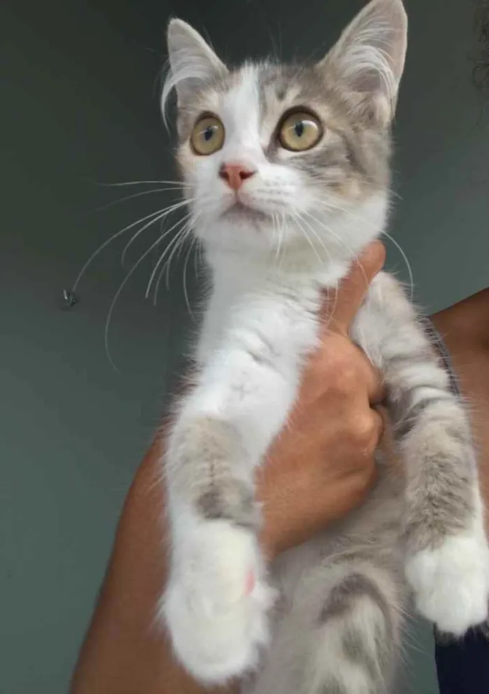 Gato ra a Pequena  idade 2 a 6 meses nome Tricolor cinza 