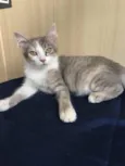 Tricolor cinza 