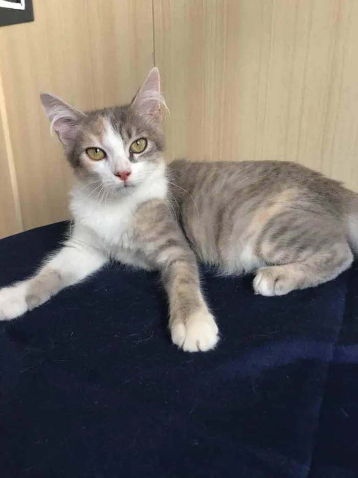 Gato ra a Pequena  idade 2 a 6 meses nome Tricolor cinza 