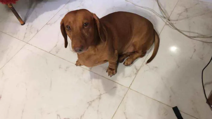 Cachorro ra a Daschund idade 4 anos nome Edie