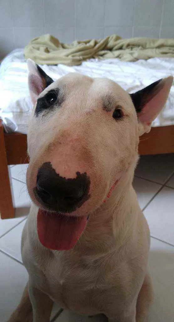 Cachorro ra a Bull terrier idade 2 anos nome Higo