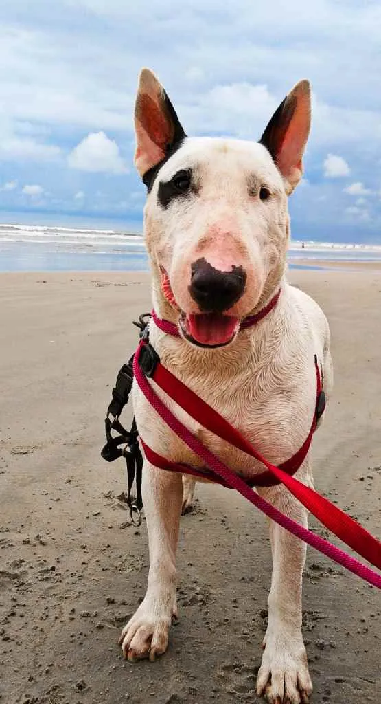 Cachorro ra a Bull terrier idade 2 anos nome Higo