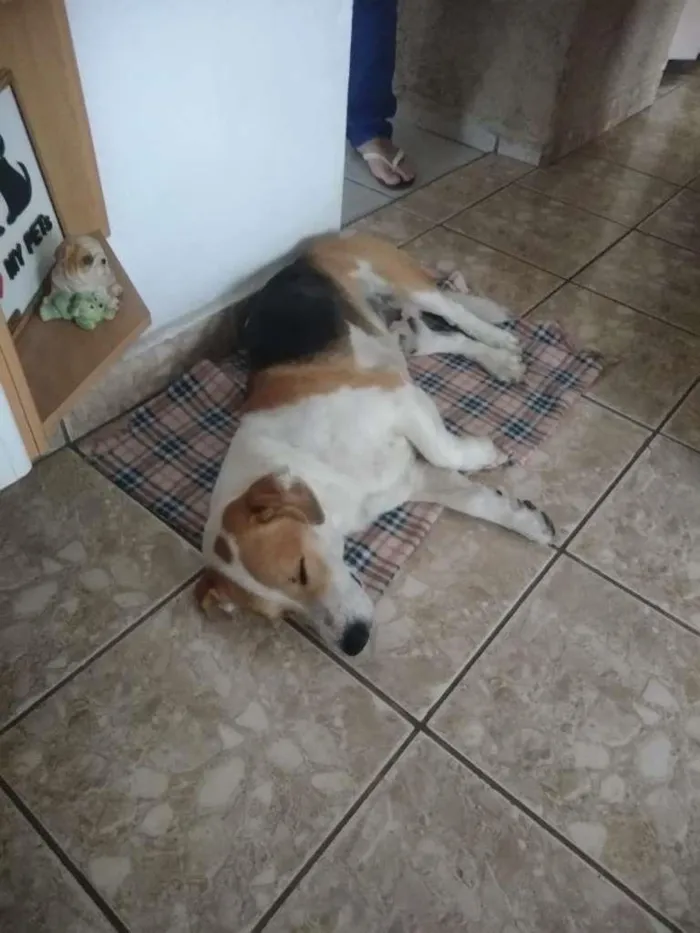 Cachorro ra a SRD idade 2 anos nome Bob