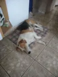 Bob