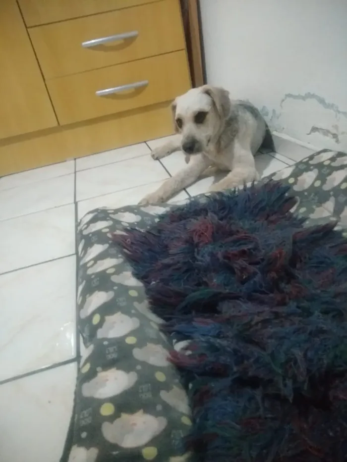 Cachorro ra a Poodle idade 1 ano nome Liz