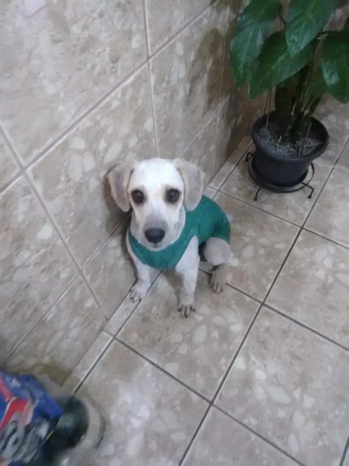 Cachorro ra a Poodle idade 1 ano nome Liz