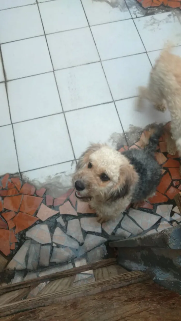 Cachorro ra a Poodle idade 1 ano nome Liz