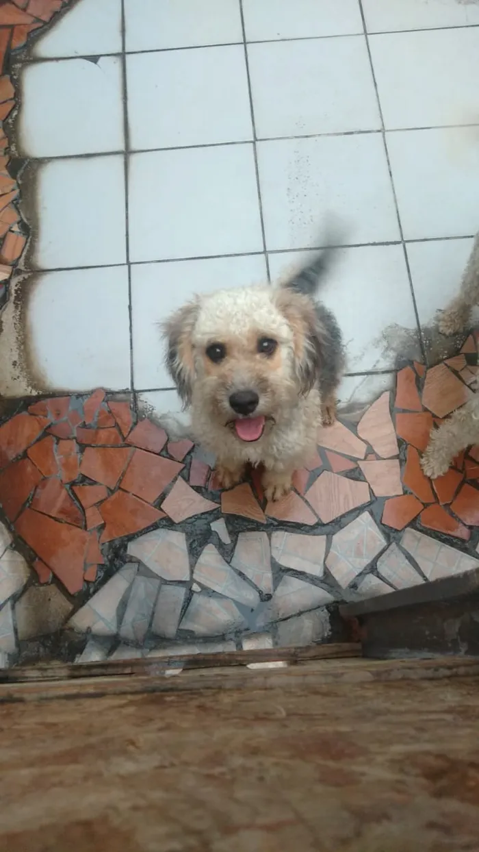 Cachorro ra a Poodle idade 1 ano nome Liz