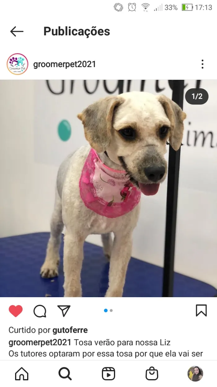 Cachorro ra a Poodle idade 1 ano nome Liz