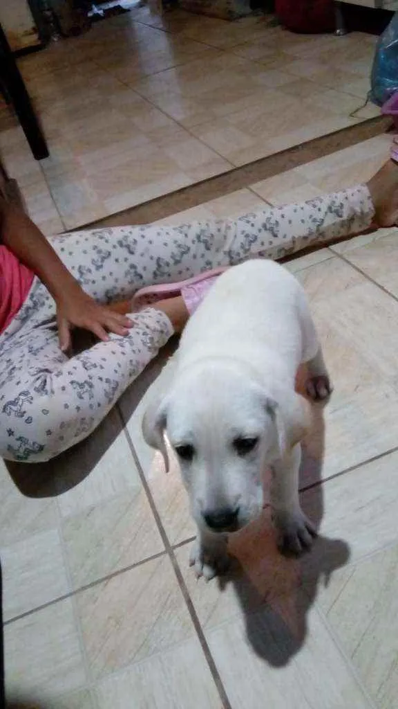 Cachorro raça Vira lata idade 2 a 6 meses nome Pipoca
