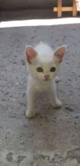 gatinha