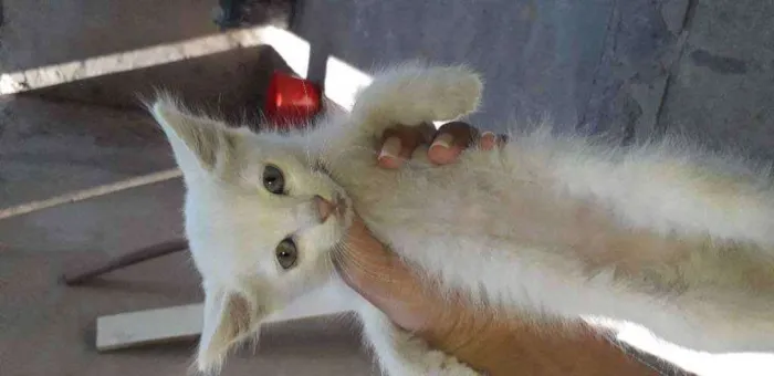Gato ra a  idade 2 a 6 meses nome gatinha