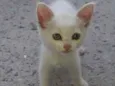 gatinha