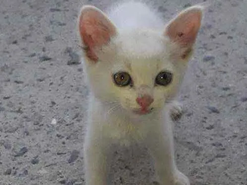 Gato ra a  idade 2 a 6 meses nome gatinha