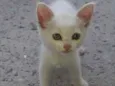 gatinha