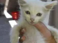 gatinha