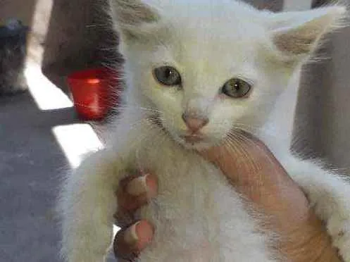 Gato ra a  idade 2 a 6 meses nome gatinha