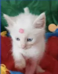 Maya 