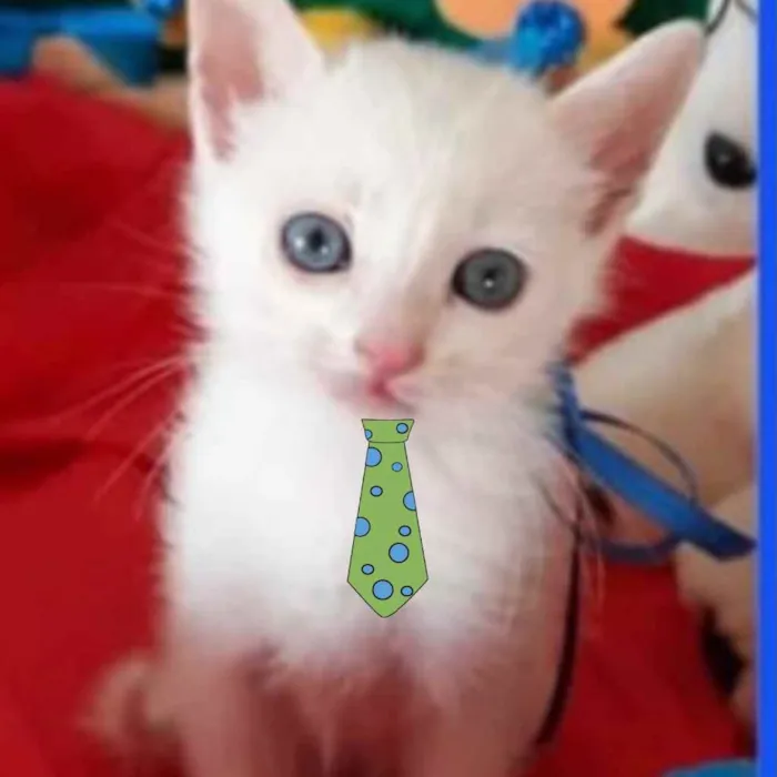 Gato ra a SRD idade Abaixo de 2 meses nome Milk 