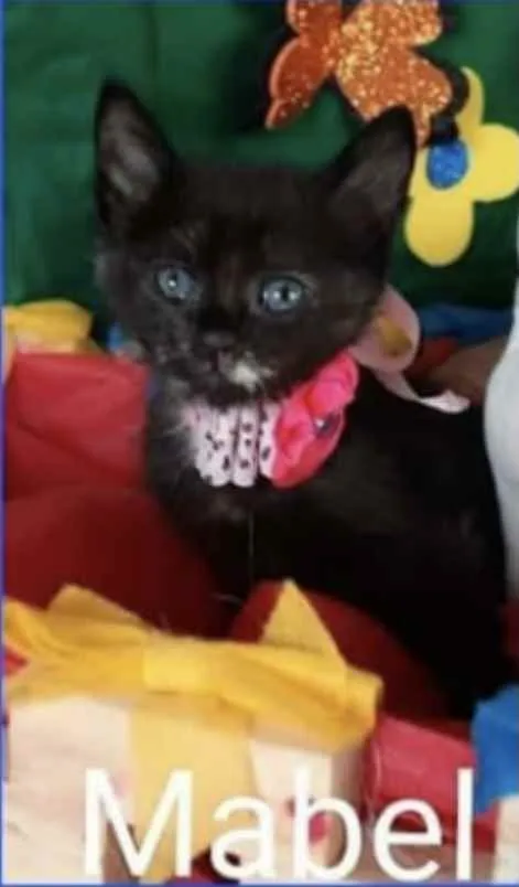 Gato ra a SRD idade Abaixo de 2 meses nome Mabel 