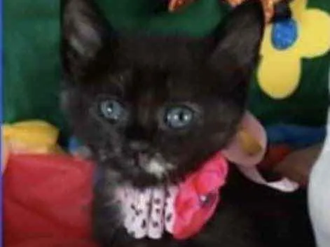 Gato ra a SRD idade Abaixo de 2 meses nome Mabel 