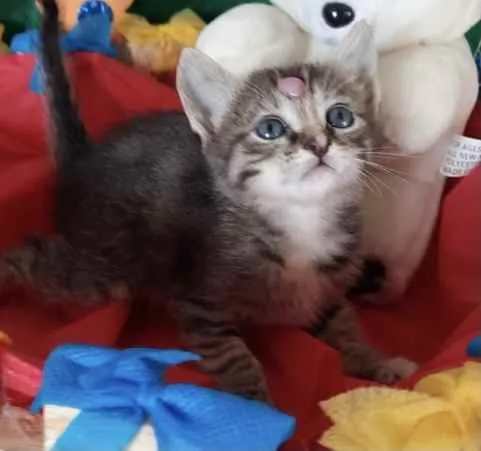 Gato ra a SRD idade Abaixo de 2 meses nome Mila 