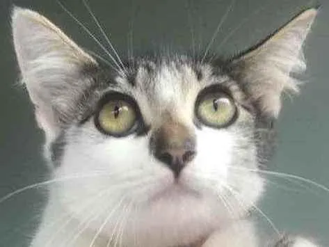 Gato raça Pequena idade 2 a 6 meses nome Preta e branca