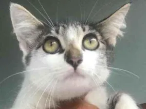 Gato raça Pequena idade 2 a 6 meses nome Preta e branca