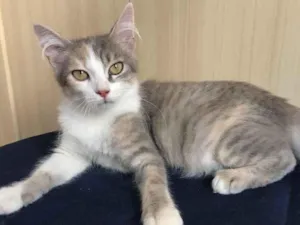 Gato raça Pequena  idade 2 a 6 meses nome Tricolor cinza 