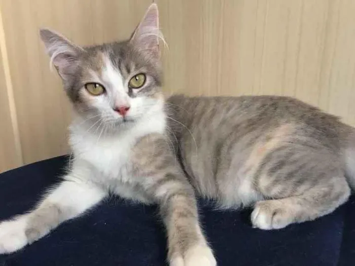 Gato ra a Pequena  idade 2 a 6 meses nome Tricolor cinza 