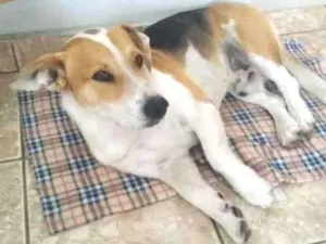 Cachorro raça SRD idade 2 anos nome Bob
