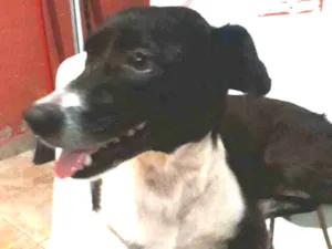 Cachorro raça Vira lata  idade 3 anos nome Belinha (bela)
