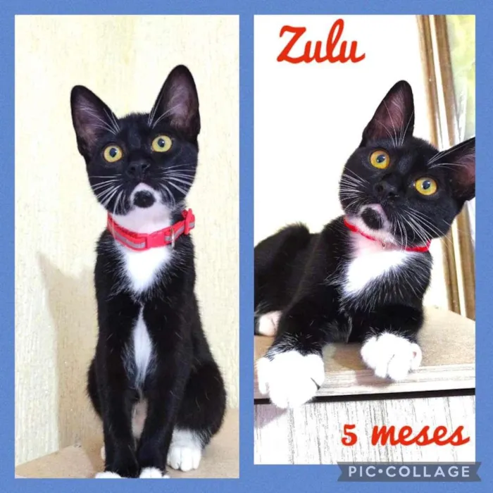 Gato ra a srd idade 2 a 6 meses nome Zulu