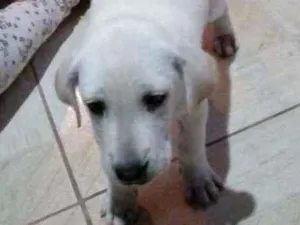 Cachorro raça Vira lata idade 2 a 6 meses nome Pipoca