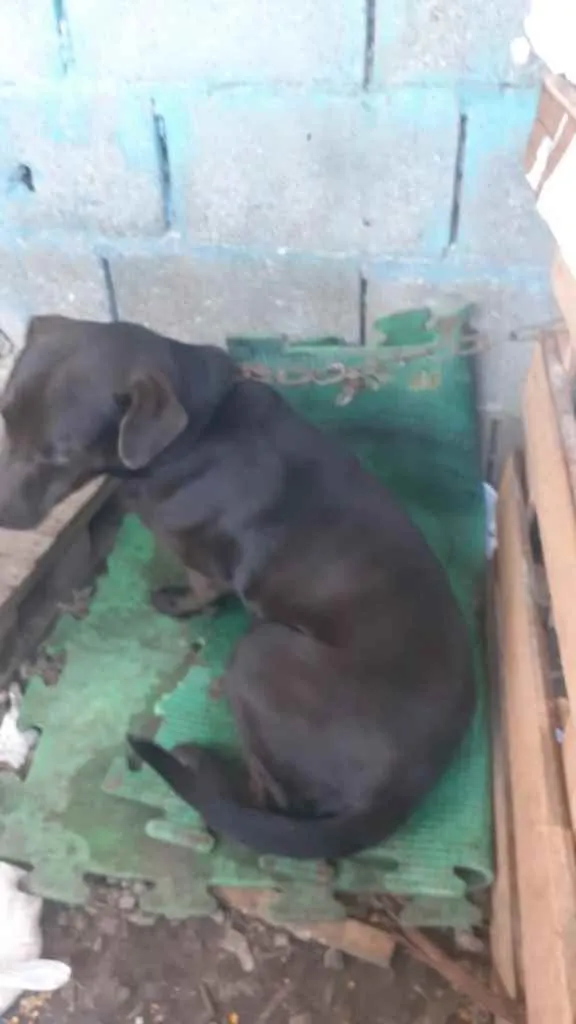 Cachorro ra a Rottweiler e labrador  idade 1 ano nome Ametista 