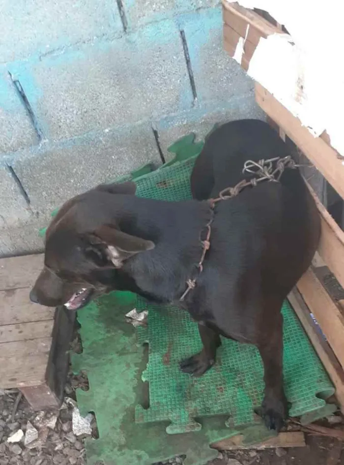 Cachorro ra a Rottweiler e labrador  idade 1 ano nome Ametista 