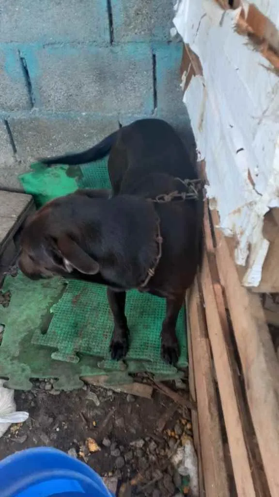 Cachorro ra a Rottweiler e labrador  idade 1 ano nome Ametista 