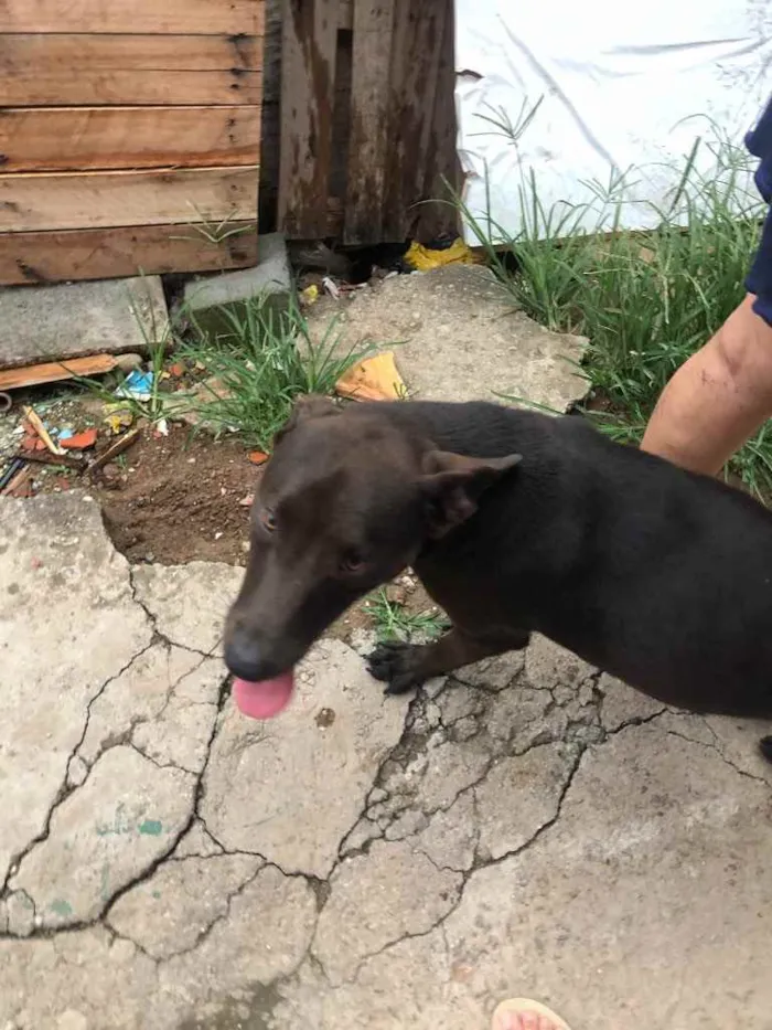 Cachorro ra a Rottweiler e labrador  idade 1 ano nome Ametista 