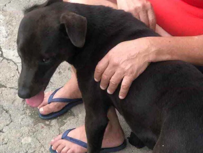 Cachorro ra a Rottweiler e labrador  idade 1 ano nome Ametista 