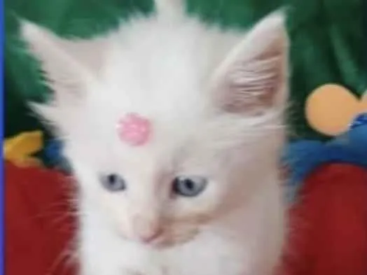Gato ra a SRD idade Abaixo de 2 meses nome Maya 